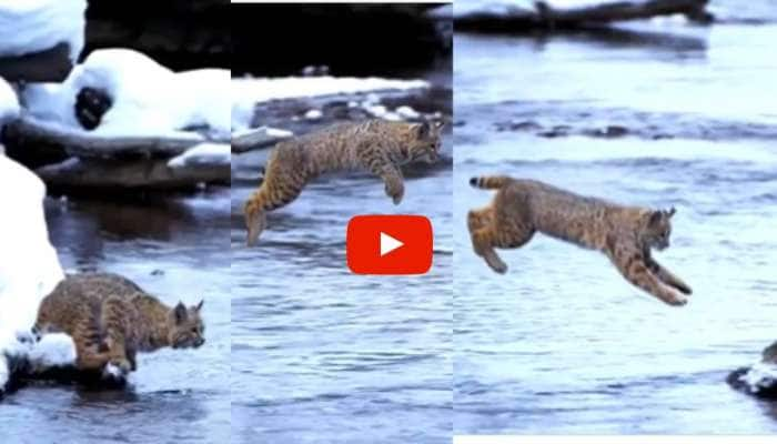 OMG Cat jump: நீளம் தாண்டுதல் போட்டியில் வைரப் பதக்கம் வெல்லுமா பூனை? வீடியோ வைரல் title=