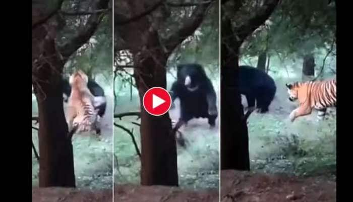 Viral Video: புலியா இல்லை பூனையா... கரடியை பார்த்து அஞ்சி ஓடிய புலி!