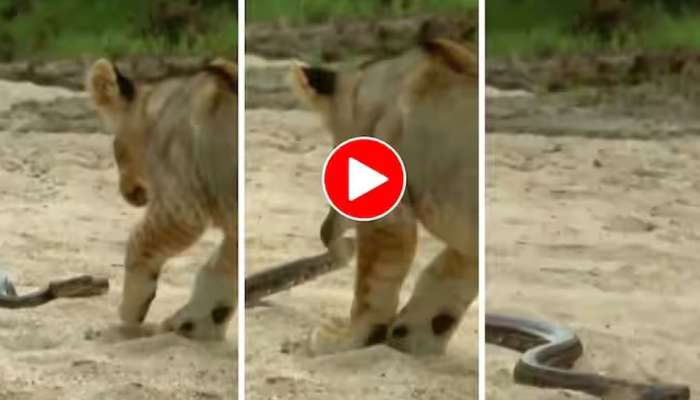 Snake Vs Lion Fight Video News in Tamil, Latest Snake Vs Lion Fight