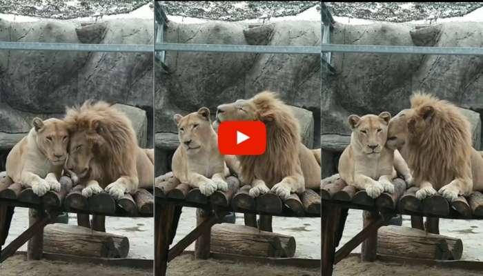 Lion Love Video! Unbelievable Lust And Love Story Of Wild Animal |  பார்க்கவே வெட்கப்பட வைக்கும் காதல் வீடியோ! எக்ஸ்க்யூஸ் மீ! இந்து சிங்கக்  காதல் வீடியோ Social News in Tamil