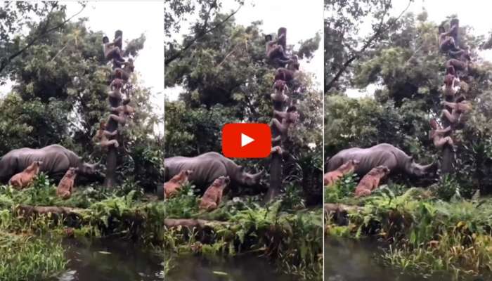Google trending Viral Video Of Wild Animals And Tourist Disney Land | OMG Video: பார்த்தாலே வயிற்றைக் கலக்கும் விலங்குகளின் தாக்குதல் வீடியோ | Social News in Tamil Google trending Viral Video Of Wild Animals And Tourist Disney Land | OMG Video: பார்த்தாலே வயிற்றைக் கலக்கும் விலங்குகளின் தாக்குதல் வீடியோ | Social News in Tamil
