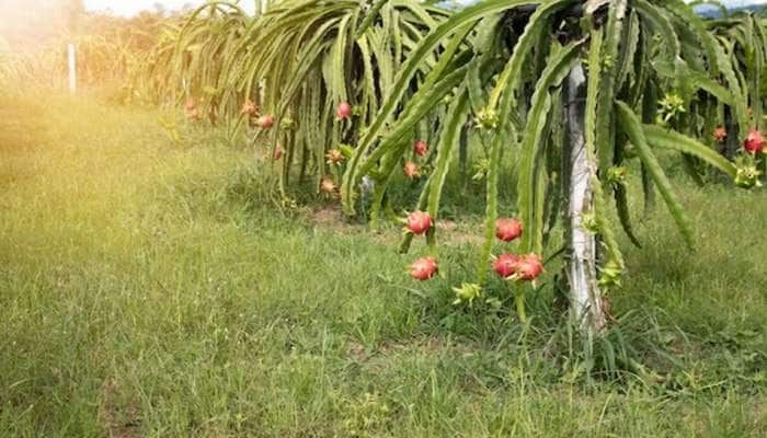 இந்த விசித்திர பழத்தை சாப்பிடுவதால் பல நன்மைகள் கிடைக்கும்