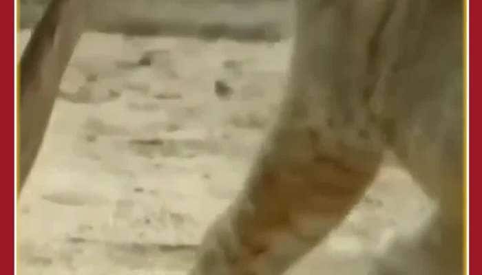 Scary Viral Video: Lion Teases Snake, See What Happens Next