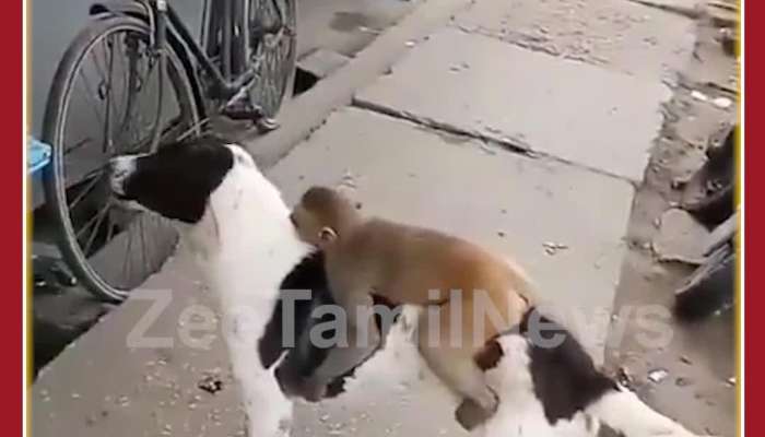 Cute Viral Video: Monkey and Dog Steal Chips Pocket
