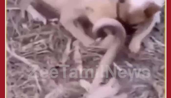 Scary Viral Video: Puppies Fight With Huge Snake