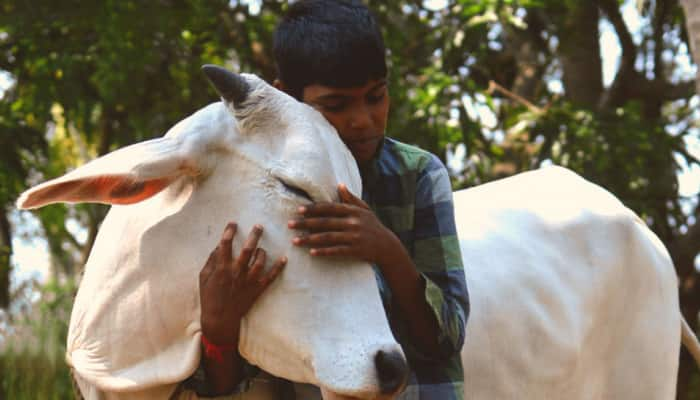 காதலர் தினத்தன்று மாட்டை கட்டிப்பிடியுங்கள் - அரசின் முடிவு... ஷாக்கில் இளசுகள்!