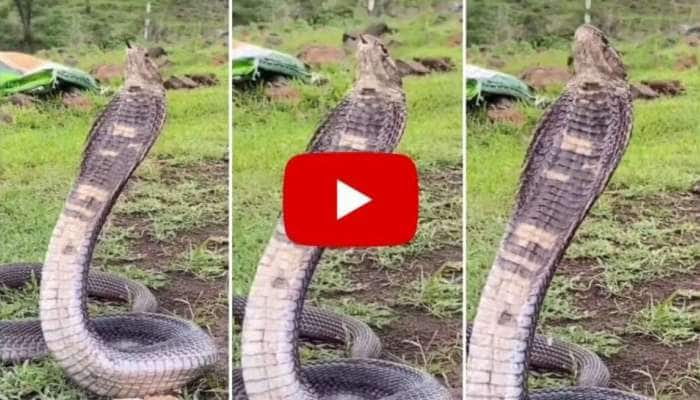 Thirsty Snake: தண்ணி போடும் பாம்பு! தீராத தாகத்தை தணிக்கும் பாம்பு வீடியோ வைரல்