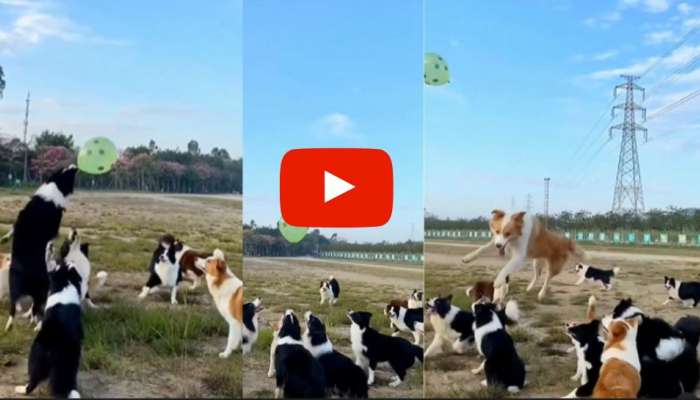 Puppies Video: பீச்சில் விளையாடும் கலக்கல் ’குட்டிகள்’! இது Ball இல்லை பலூன் வீடியோ title=