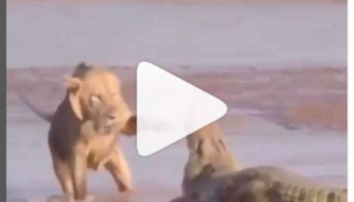 Lions vs crocodile: ஸ்கெட்ச் போட்டு முதலையை தூக்கிய சிங்கங்கள்! வீடியோ