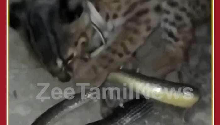 Snake vs Cat: Dangerous Animal Fight