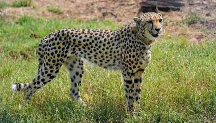 MP Cheetahs: 12 தென்னாப்பிரிக்க சிவிங்கி புலிகள் மத்தியப் பிரதேசத்திற்கு வந்தன title=