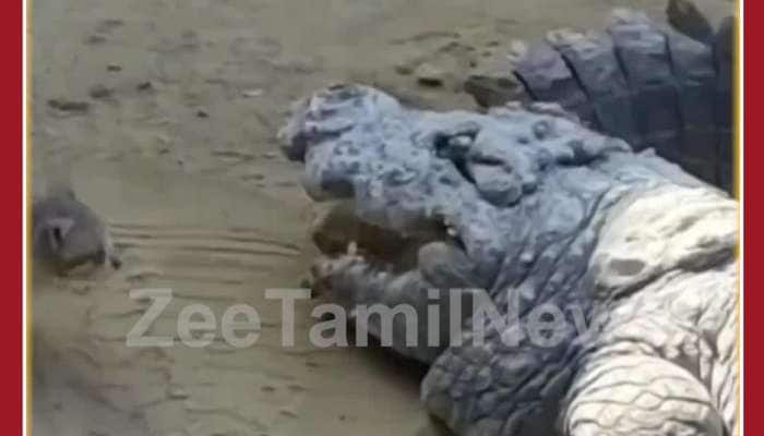 Unbelievable Cat Crocodile Video Goes Viral