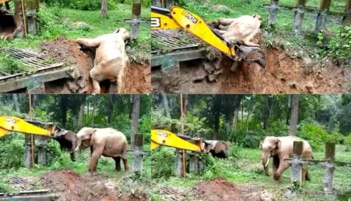  Viral Video: JCB இயந்திரத்தை வில்லனாக நினைத்து மல்லுகட்டும் கொம்பன் யானை!