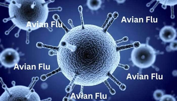 Avian Flu: கொரோனாவுக்குப் பிறகு இன்னொரு தொற்றுநோயா? பீதியில் ஆழ்த்தும் பறவைக் காய்ச்சல் title=