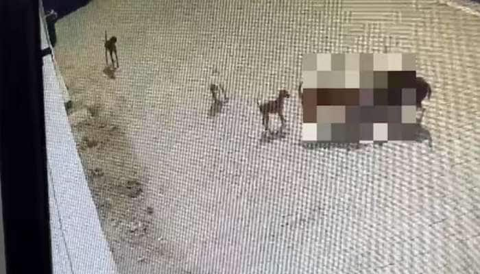 CCTV Video: 5 வயது சிறுவனை கடித்து குதறிய நாய்கள்! கண்ணீர் வரவழைக்கும் வீடியோ!