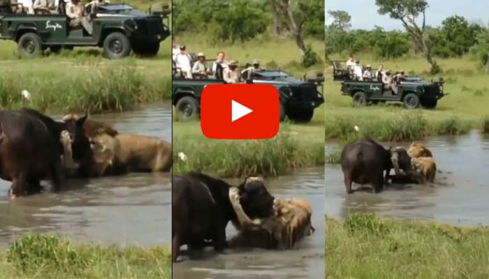 Wild Animals Fight Video Viral: Winning Wild Animal Defeating Lions | Lion  Buffalo Fight: சிங்கத்துக்கே சவால் விடும் எருமை! பரிதாபமாய் ஊளைவிடும்  காட்டு ராஜாவின் கதறல் | Social News in Tamil