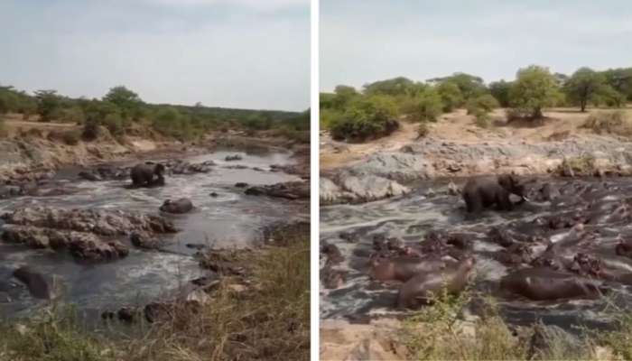 நீர்யானை கூட்டத்தை தெறிக்க விட்ட ஒற்றை யானை! வைரலாகும் வீடியோ!