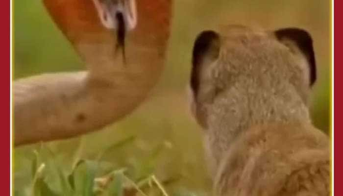 King Cobra vs Mongoose: See Scary Fight Here