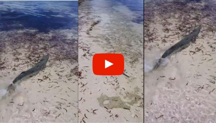 Google Trending Hunt Of Giant Animal Attack On Shark Killer Video | Killer Video: வாழ்வா சாவா? ஒரு நொடியில் மாறும் வாழ்க்கை! | Social News in Tamil Google Trending Hunt Of Giant Animal Attack On Shark Killer Video | Killer Video: வாழ்வா சாவா? ஒரு நொடியில் மாறும் வாழ்க்கை! | Social News in Tamil