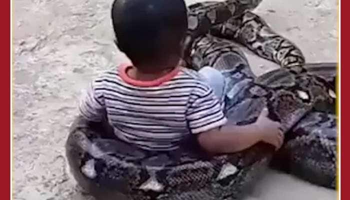 Toddler Plays with Big Python, Video Goes Viral 