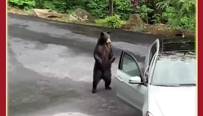 Bear Attacks Car, See What Happens Next 