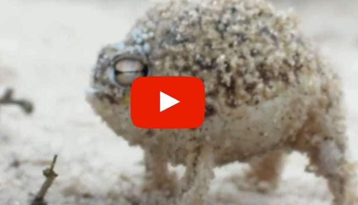 Frog Sings Song In Desert Earing Like Sweetest Music Of Animal Video Viral | Frog Singing: தவளை தன் வாயால கெடும் அது பழமொழி! 'சிங்கர் குயின்' புதுமொழி | Social News in Tamil Frog Sings Song In Desert Earing Like Sweetest Music Of Animal Video Viral | Frog Singing: தவளை தன் வாயால கெடும் அது பழமொழி! 'சிங்கர் குயின்' புதுமொழி | Social News in Tamil