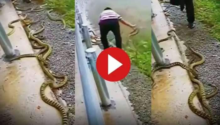 Viral Video: சாலையை நோக்கி படையெடுத்த பாம்புகள்! அசால்டாக அள்ளி வீசும் நபர்! title=