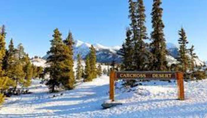 Carcross Desert: பாலைவனத்தில் ஒரு பனிபொழிவு!  title=