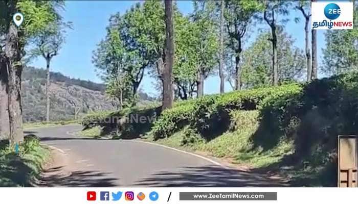 Roaming Tiger Video Scares Local People in Valparai