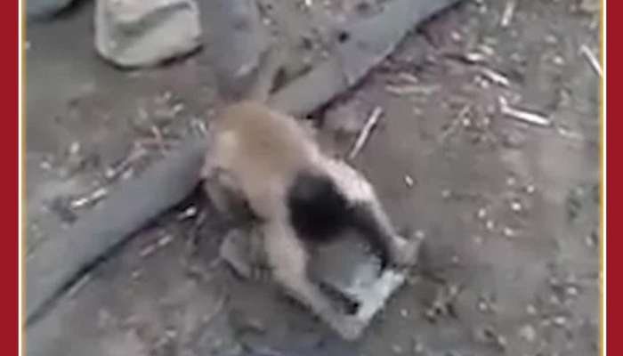 Gangster Monkey Sharpens Knife on Rock