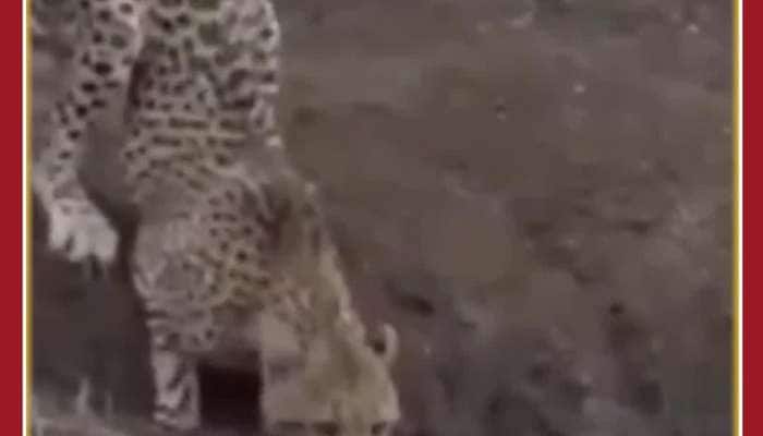 Scary Viral Video: Crocodile Attacks Leopard Suddenly