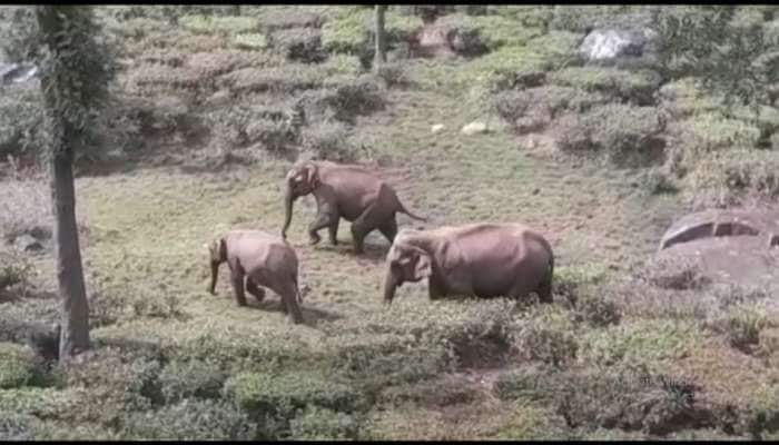 குன்னூரில் முகாமிட்டிருக்கும் காட்டு யானைகள்... பீதியில் தேயிலை தோட்ட தொழிலாளர்கள்! title=