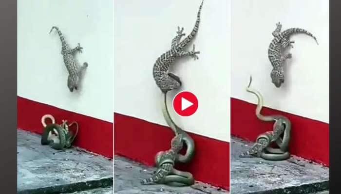 Viral Video: குட்டியை காக்க போராட்டும் பல்லி! கபளீகரம் செய்யும் பாம்பு!