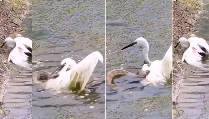 Viral Video: கொக்கை பதம் பார்க்கும் பாம்பு.... உயிர் பிழைக்க போராடும் கொக்கு!