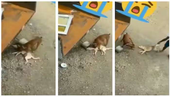 ‘அந்த நாய்க்கு ஒரு ஆஸ்கார் பார்சல்’: நடித்து ஏமாற்றிய நாய், வாய் பிளந்த நெட்டிசன்ஸ், வைரல் வீடியோ