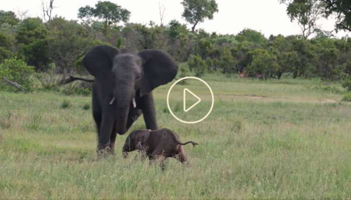 Viral Video: முதல் அடி எடுத்து வைக்க போராடும் குட்டியானை! வேதனையுடன் பதறும் தாய் யானை! title=