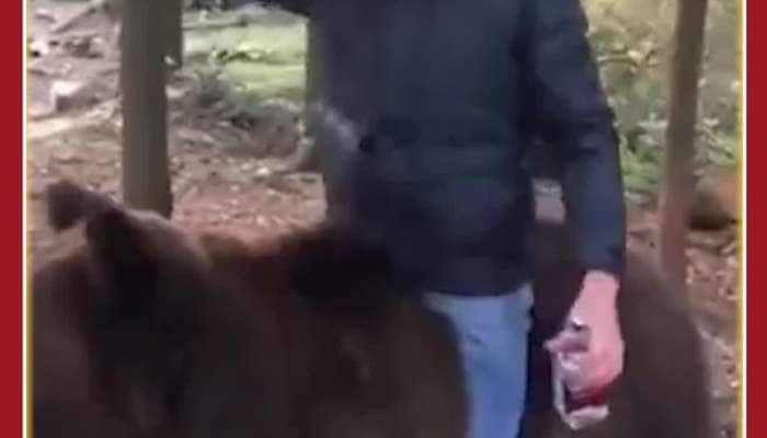 Man Drinks Wine, Sits on Bear 