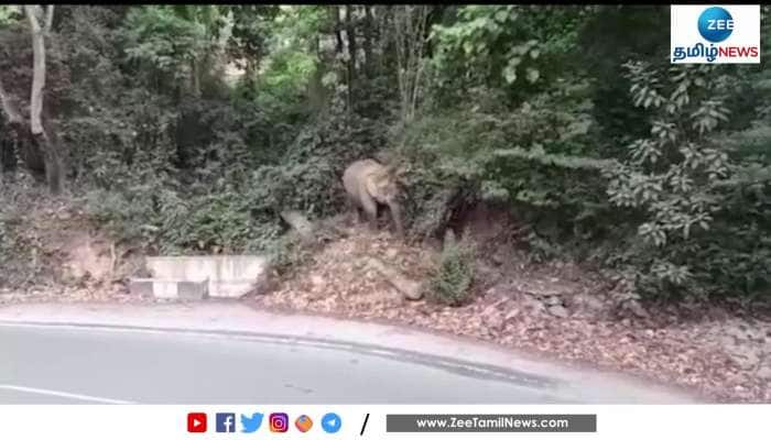 Elephant Creates Traffic Jam on Road