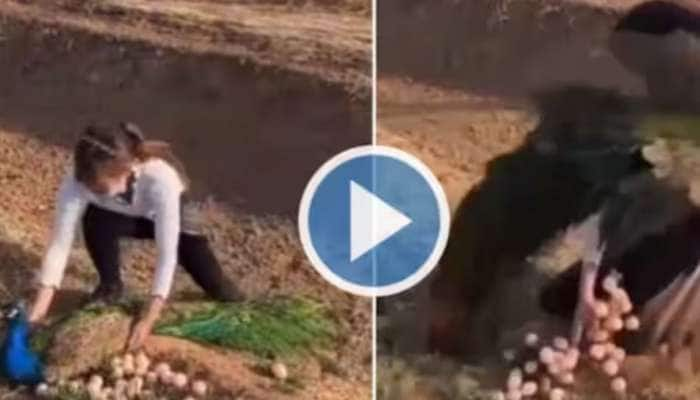 Viral Video: மங்காத்தாவாக மாறிய மயில்! முட்டைகளை திருட வந்த சிறுமி அலறி ஓடிய சம்பவம்! title=