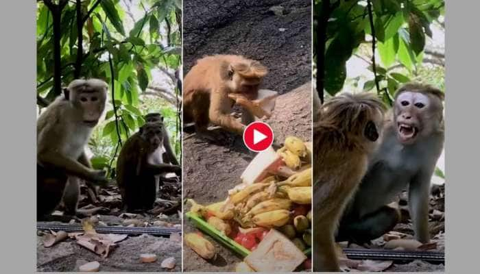 கண்ணாடியை பார்த்து குழம்பிப் போன குரங்குகள்! வயிறு குலுங்க சிரிக்க வைக்கும் வீடியோ!