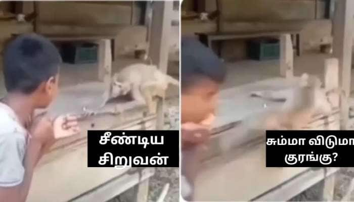 சீண்டிய சிறுவனை சும்மா விடுமா குரங்கு? வேற லெவல் வைரல் வீடியோ