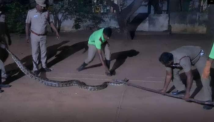 பரமக்குடி அருகே பிடிபட்ட மலைப்பாம்பு! வனத்துறையிடம் ஒப்படைப்பு வீடியோ வைரல்