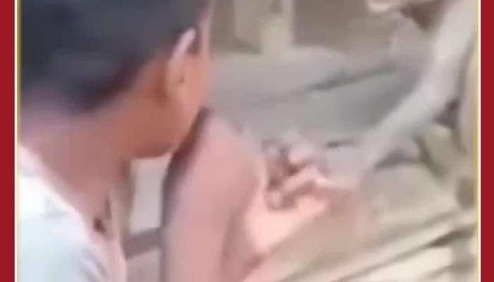 Monkey Slaps Boy after he teases it: Viral Video 