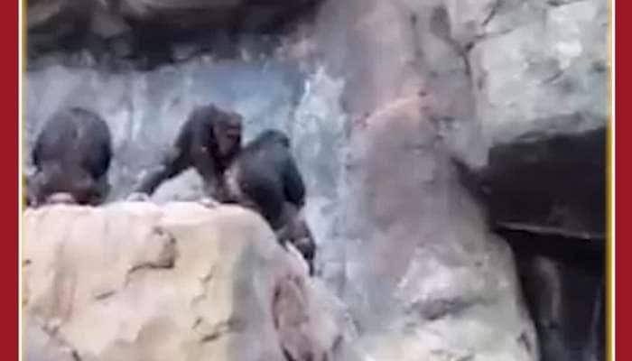 Mother Chimpanzee Beats Baby Chimp: Viral Video
