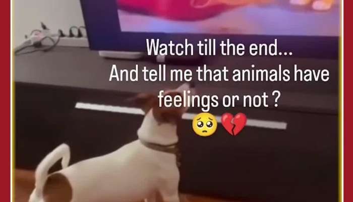 Emotional Viral Video: Dog Cries Seeing TV 