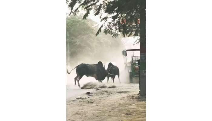 யம்மாடி..இப்படி ஒரு சண்டையா, முரட்டு காளைகளின் வைரல் வீடியோ