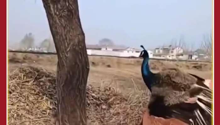 Couple Steal Peacock Eggs: See What Happens Next