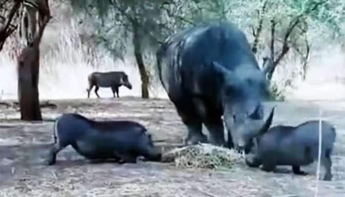 Viral Video: இது தான் ஃபுல் டாஸா... காட்டு பன்றியை தூக்கி எறிந்த காண்டாமிருகம்...! title=