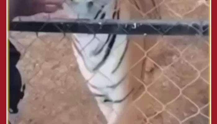 Scary Viral Video: Tiger Attacks Man