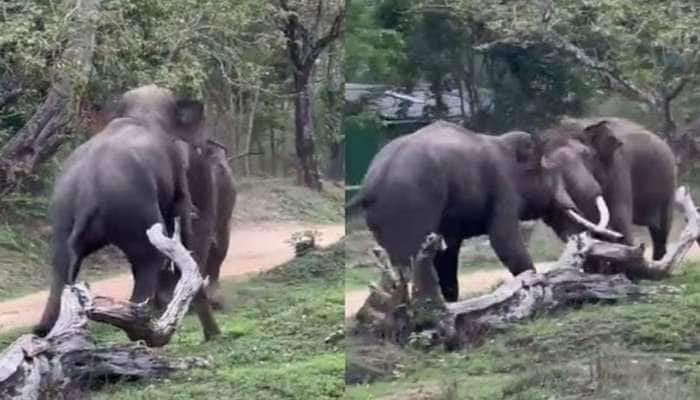 புழுதி பறக்க வெறித்தனமாக மோதிக்கொண்ட இரண்டு யானைகள்..வைரல் வீடியோ title=